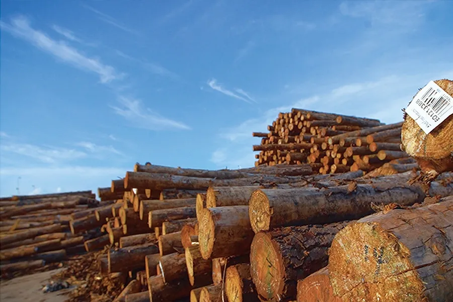 Piled, inventory-tagged plantation logs in a Ningfeng timber yard under open sky